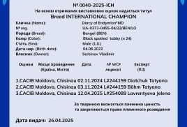 Darsy получил титульный сертификат INTERNATIONAL CHAMPION WCF