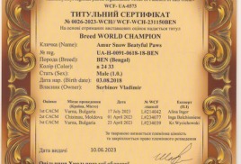 Амур получил Сертификат Чемпиона Мира от клуба.